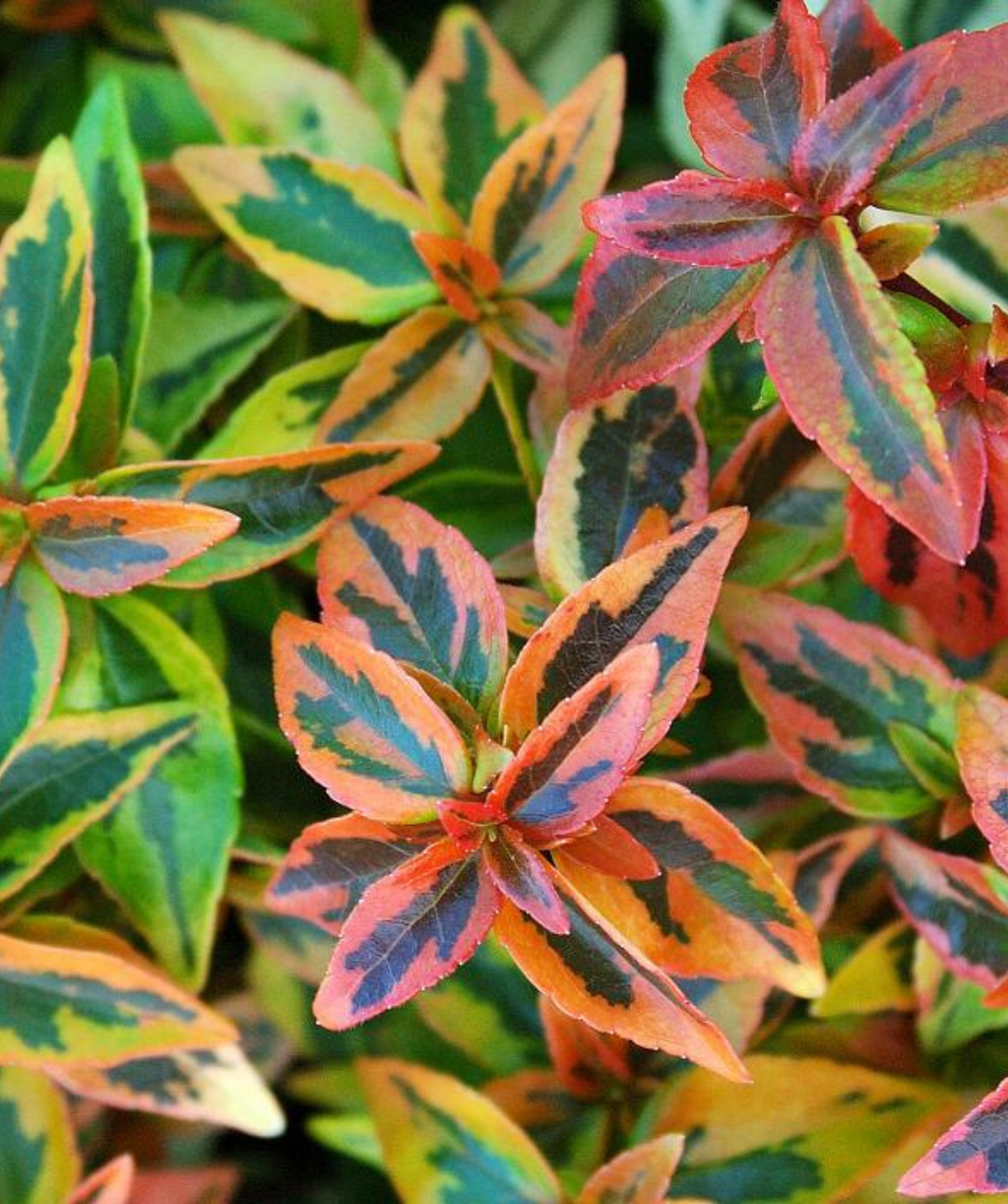 Kaleidoscope Abelia fall colored variegated foliage