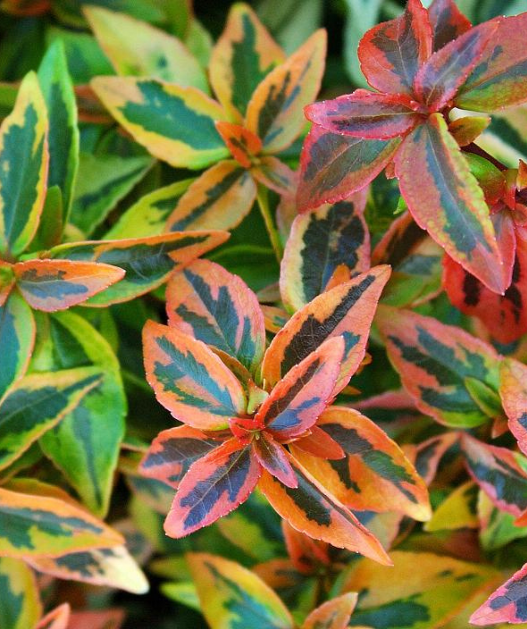 Kaleidoscope Abelia fall colored variegated foliage