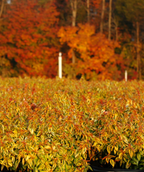 Kaleidoscope Abelia potted shrubs in fall