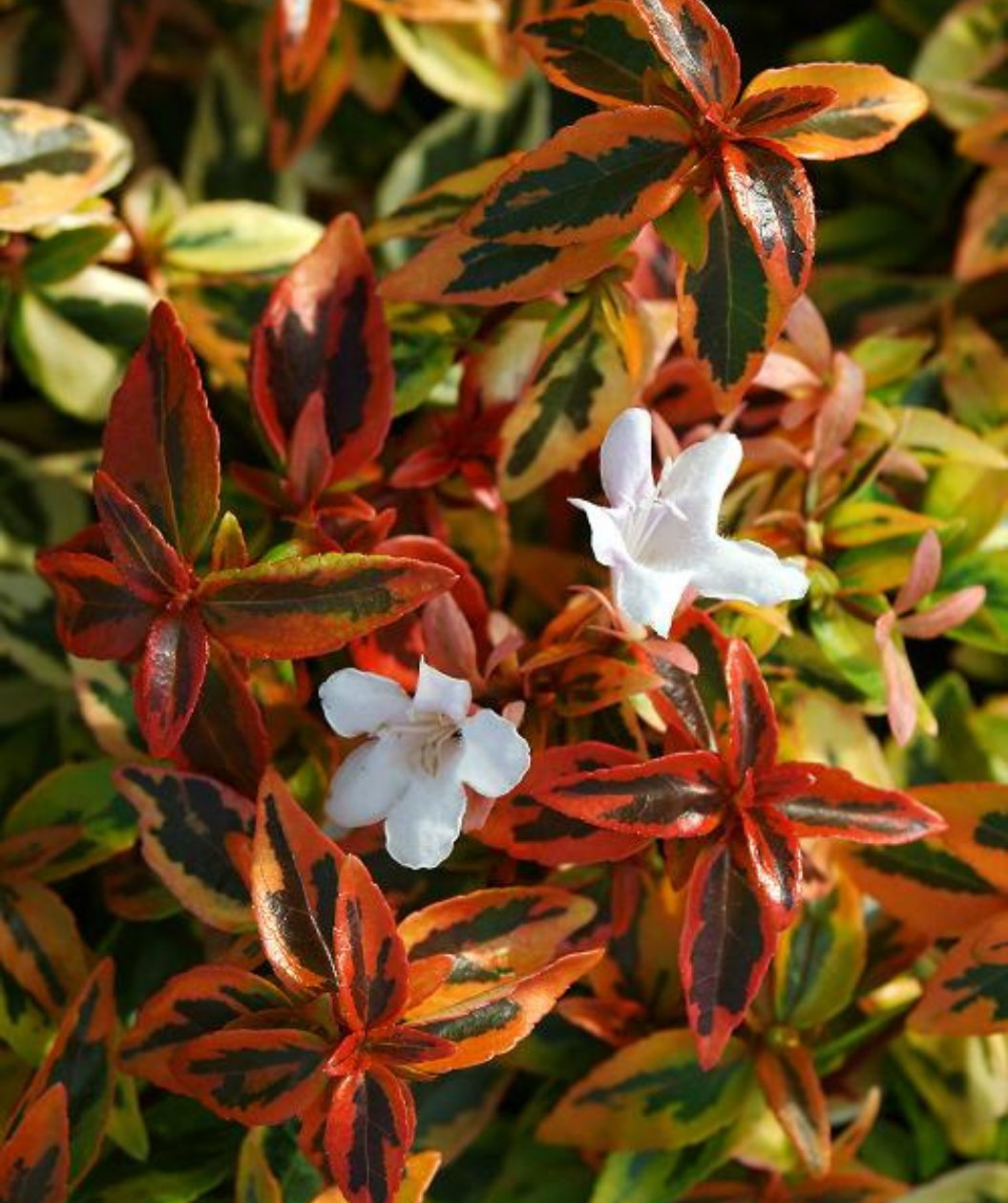 Kaleidoscope Abelia closeup of white flowers and variegated foliage