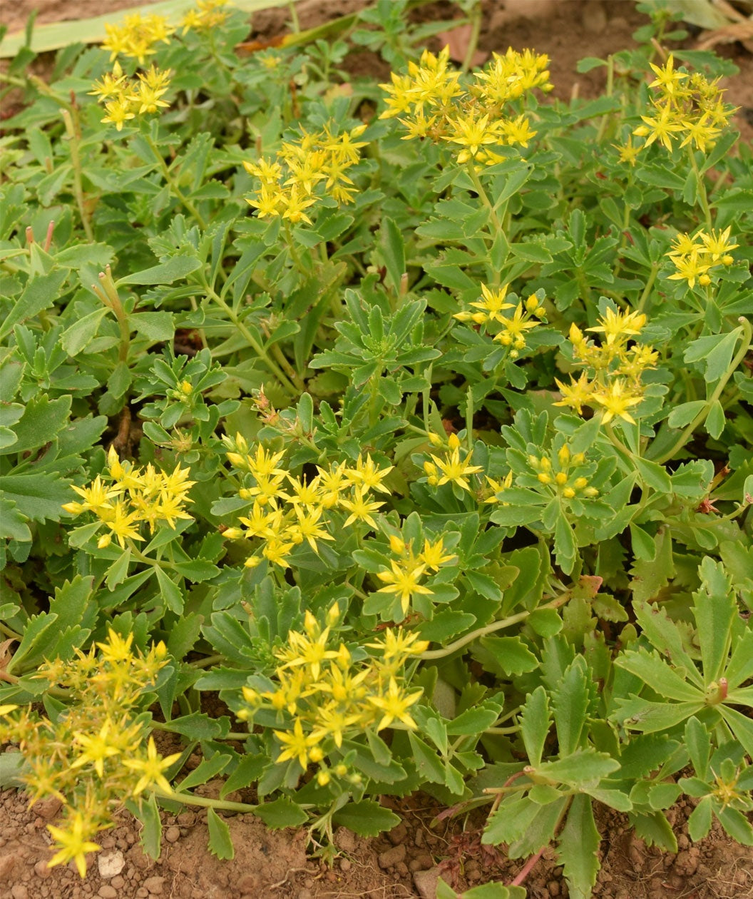 Kamchatka Stonecrop