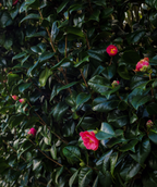 Kanjiro Camellia dark glossy foliage with hot pink flowers with bright yellow stamens