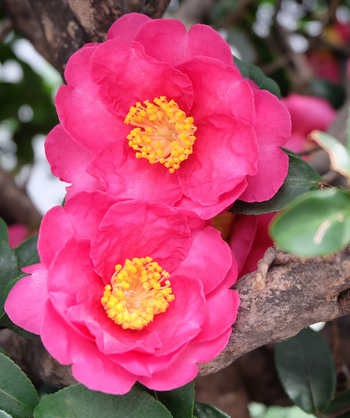 Kanjiro Camellia closeup of hot pink flowers with bright yellow stamens