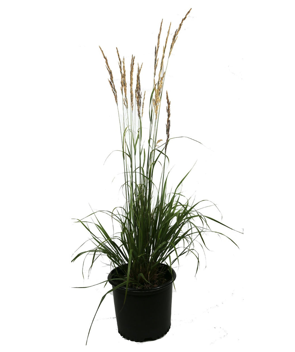 Karl FoersteKarl Foerster's Feather Reed Grass product shot on white, long green grass with longer green shoots that have golden brown seeds on top