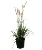 Karl FoersteKarl Foerster's Feather Reed Grass product shot on white, long green grass with longer green shoots that have golden brown seeds on top