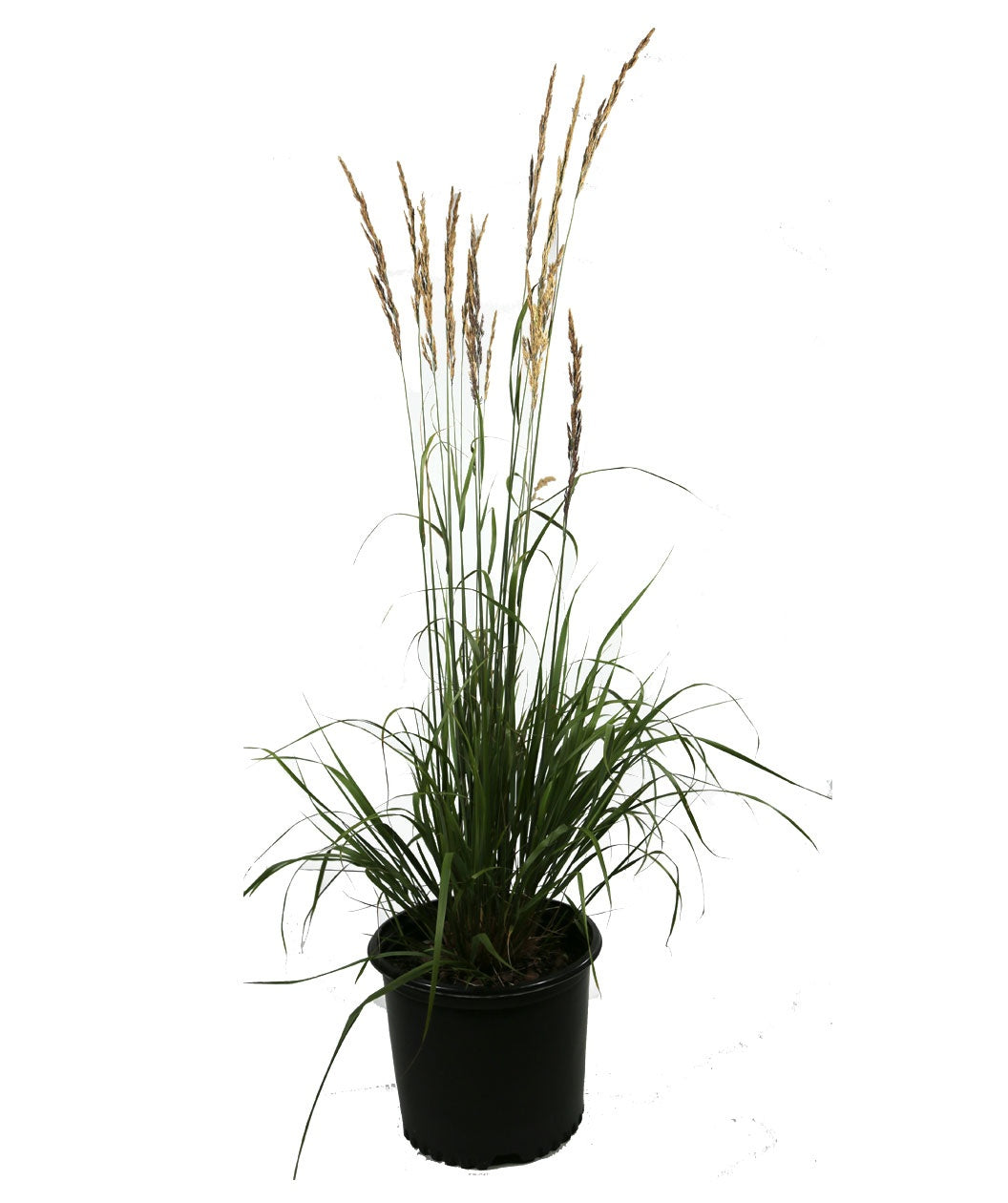 Karl FoersteKarl Foerster's Feather Reed Grass product shot on white, long green grass with longer green shoots that have golden brown seeds on top
