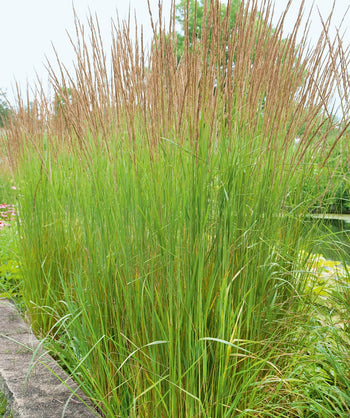 Karl Foerster's Feather Reed Grass planted in a landscape, long green grass with longer green shoots containing golden brown seeds