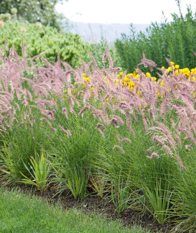 Karley Rose Oriental Fountain Grass planted in a landscape, long green grass like foliage with long purplish-pink to white fuzzy looking seeds