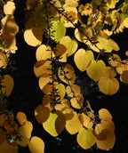 Close up of Katsura Tree leaves in fall, in early fall this trees small heart shaped leaves start to turn from green to yellow