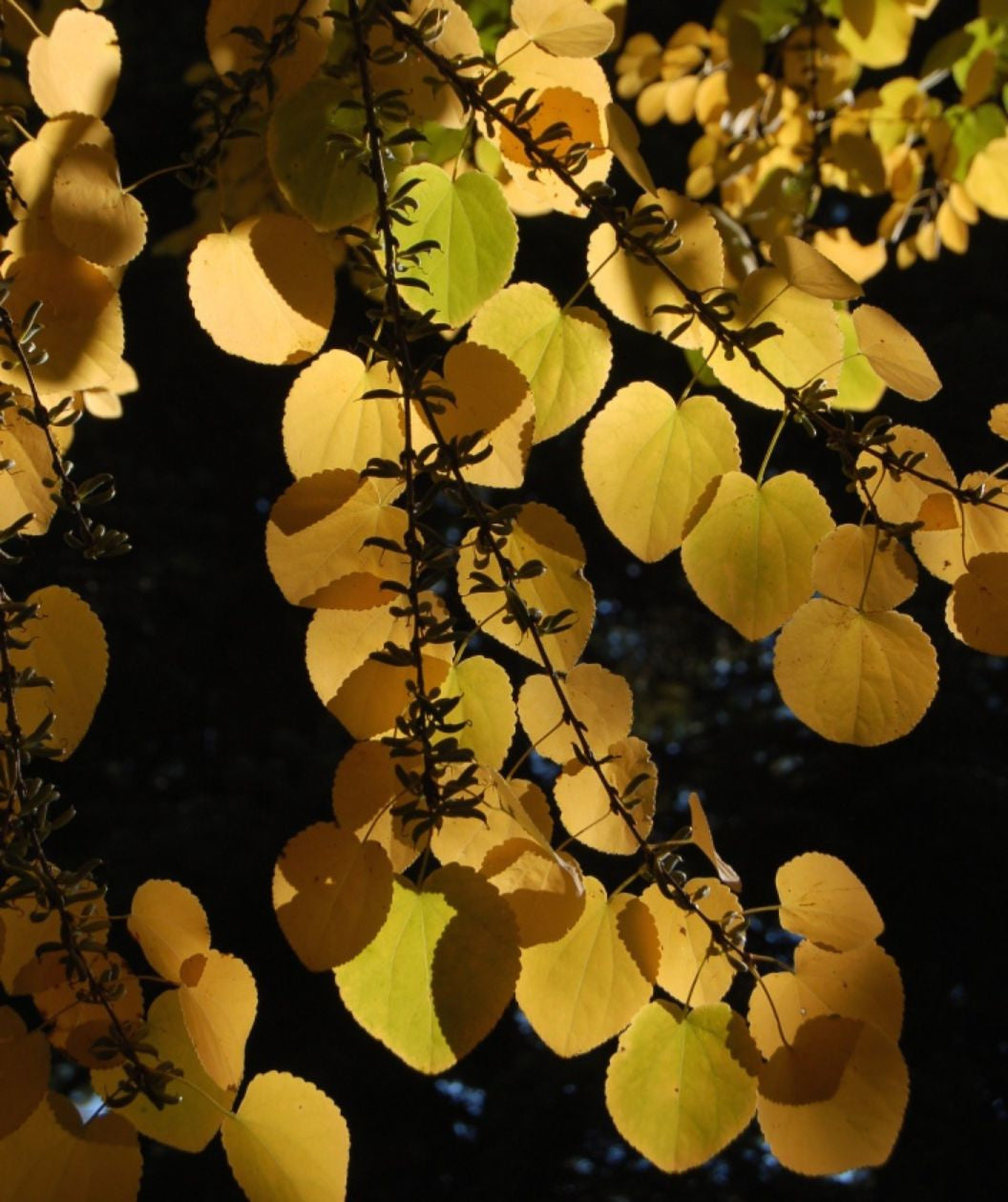 Close up of Katsura Tree leaves in fall, in early fall this trees small heart shaped leaves start to turn from green to yellow