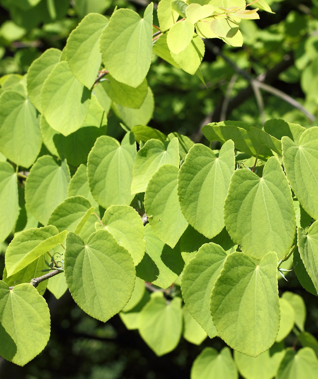 Close up of Katsura Tree leaves, this tree has small green heart shaped leaves that twirl about in the wind