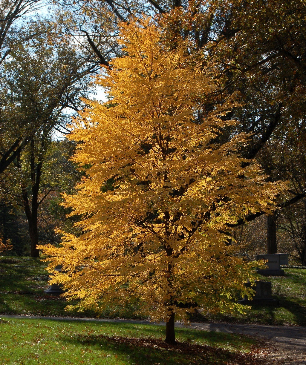 Katsura Tree planted in a landscape in fall, the green is gone as hues of orange and yellow take over these small heart shaped leaves in fall