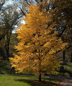 Katsura Tree planted in a landscape in fall, the green is gone as hues of orange and yellow take over these small heart shaped leaves in fall