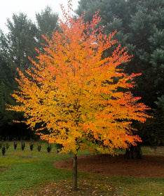 Why Bower & Branch Big Trees Stand Above the Rest | Size Comparison Guide