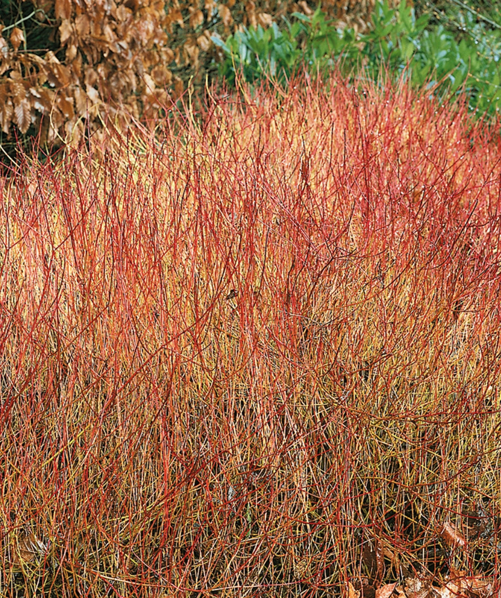 Close up of Kelsey's Red Twig Dogwood in late fall, all the leaves have dropped in late fall to show off this round growing shrubs bright red branching