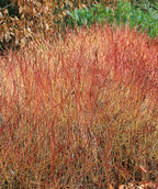 Close up of Kelsey's Red Twig Dogwood in late fall, all the leaves have dropped in late fall to show off this round growing shrubs bright red branching