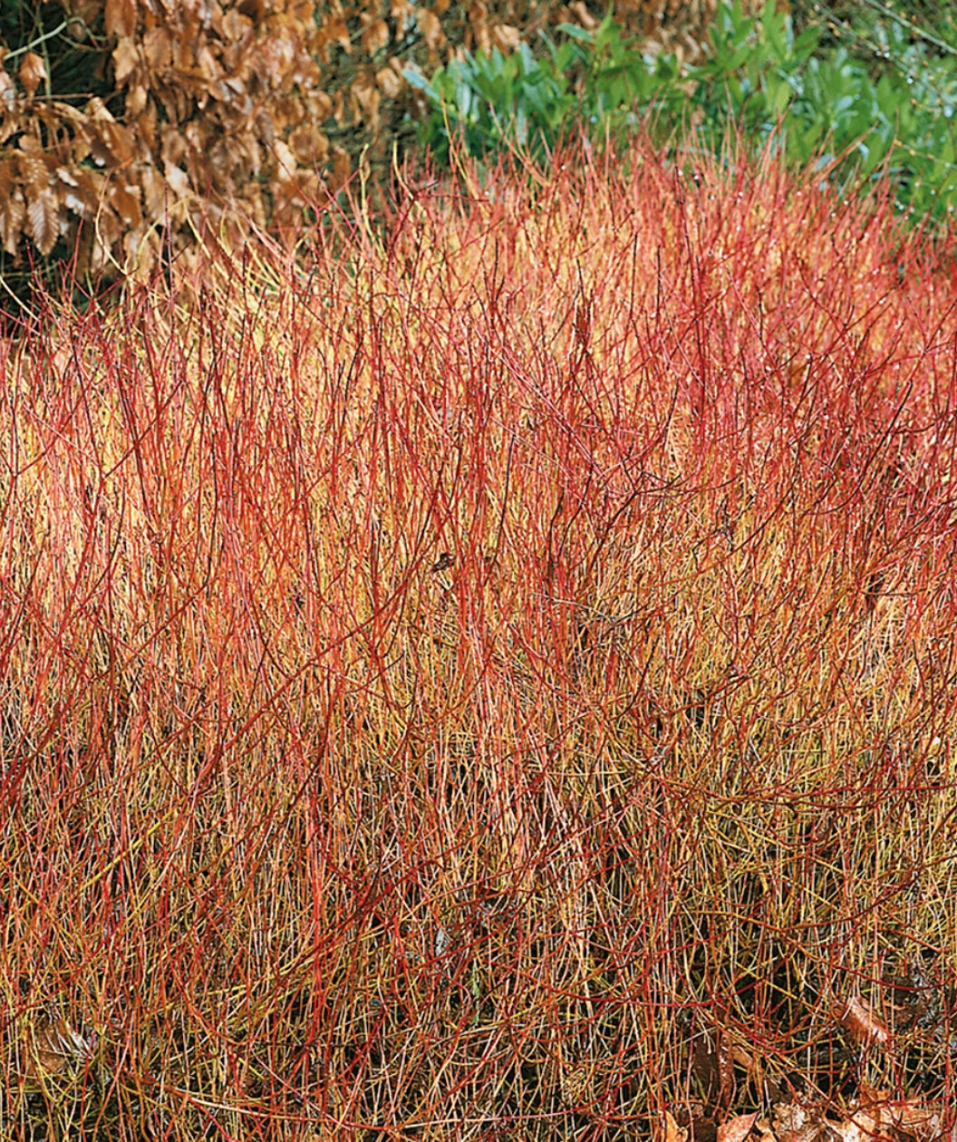 Close up of Kelsey's Red Twig Dogwood in late fall, all the leaves have dropped in late fall to show off this round growing shrubs bright red branching