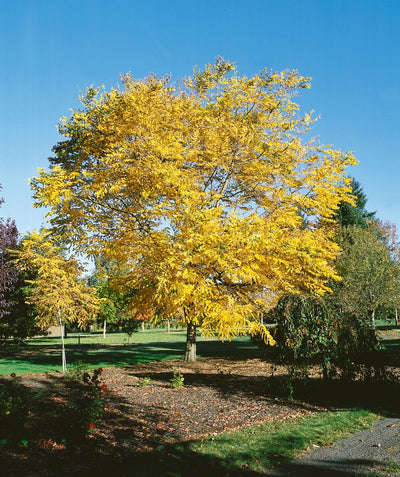 Kentucky Coffeetree planted in a fall landscape, oval shaped leaves that are turning shades of yellow in fall