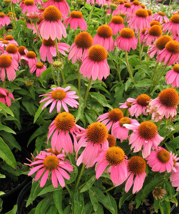 A closeup of the Kim's Knee High Coneflower, showing off the bright pink flower petals with an orange center against the dark green foliage