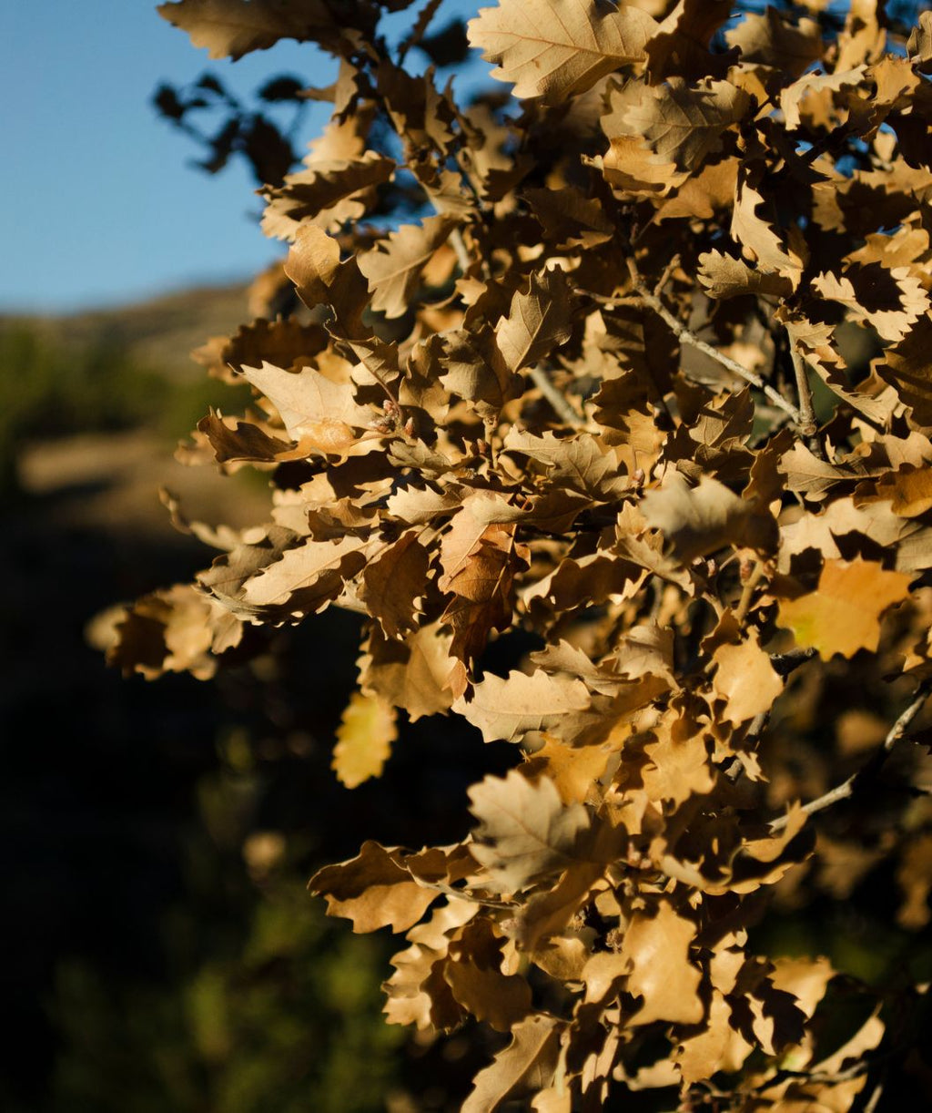 Bronze fall color on the Kindred Spirit Oak Tree