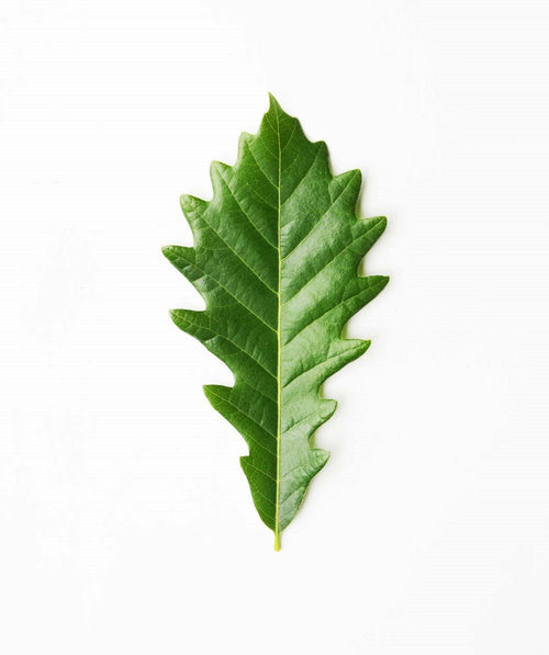 A single leaf of the Kindred Spirit Oak on a white background