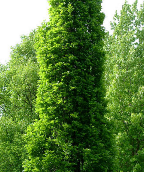 The Kindred Spirit Oak planted in a landscape, showing off the tight columnar growth and green leaves