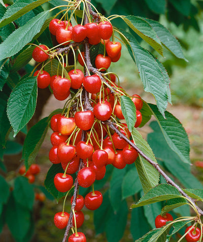 Close up of Emperor Francis Sweet Cherry, various round red cherries emerging from green conical shaped foliage