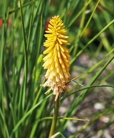 The bright yellow to orange spike-like-flower of the Pineapple Popsicle Red Hot Poker surrounded by a few of the green grass-like leaves