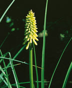 The bright yellow spike-like-flower of the Flamenco Red Hot Poker surrounded by a few of the green grass-like leaves