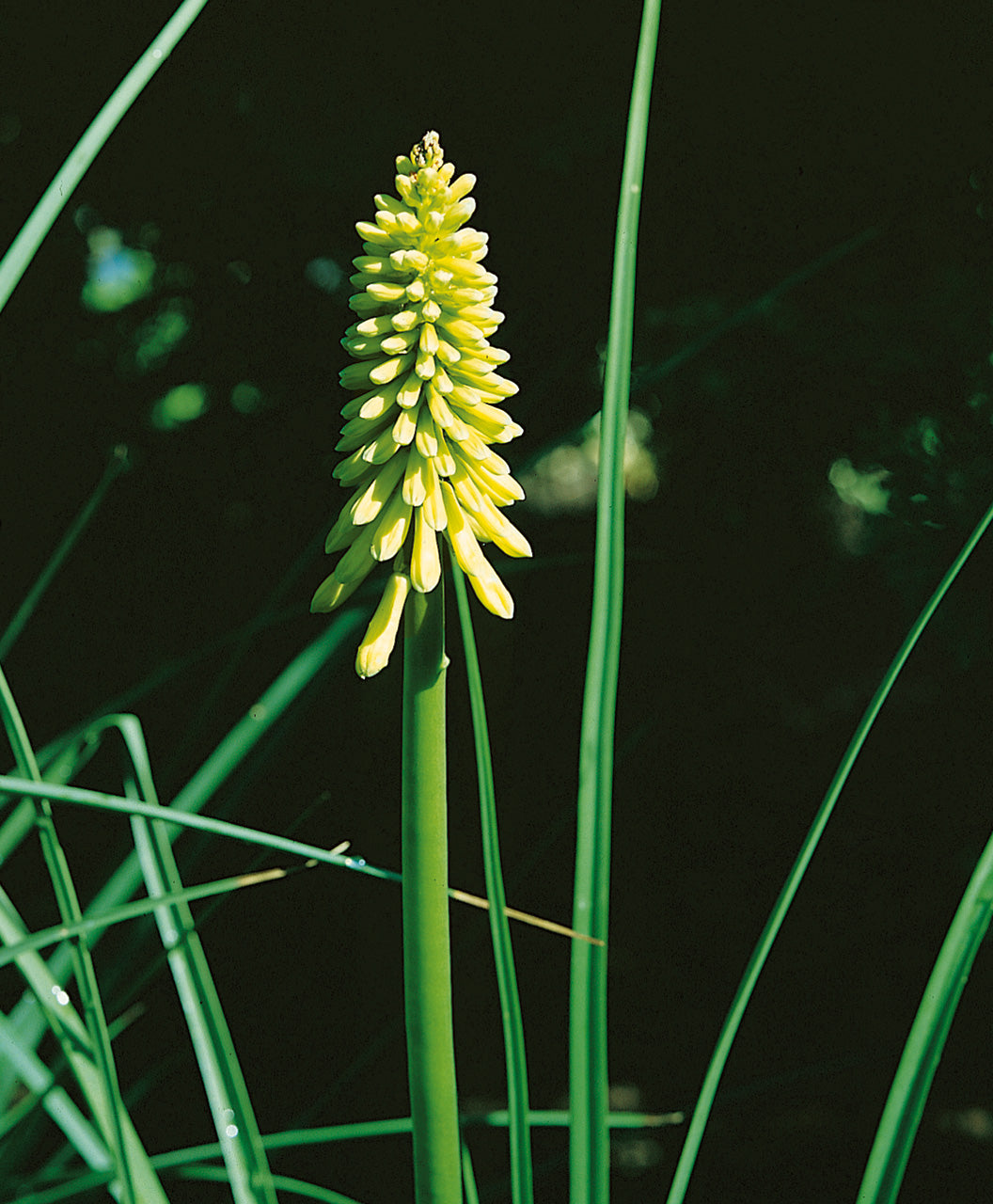 The bright yellow spike-like-flower of the Flamenco Red Hot Poker surrounded by a few of the green grass-like leaves