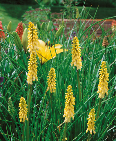 Multiple bright yellow, spike-like flowers of the Flamenco Red Hot Poker as they shot up from the dark green grass like foliage in a landscape