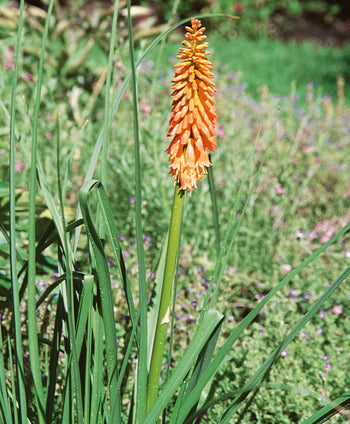 The bright orange spike-like-flower of the Border Ballet Red Hot Poker surrounded by the green grass-like fronds