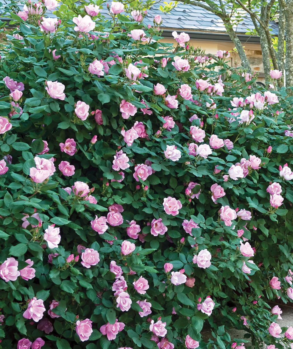 Knock Out Blushing Rose, medium sized pastel pink flowers with a warm yellow center emerging from its dark green foliage