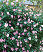 Knock Out Blushing Rose, medium sized pastel pink flowers with a warm yellow center emerging from its dark green foliage
