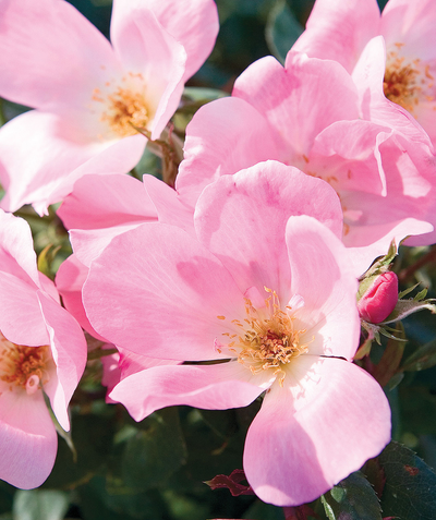 Knock Out Blushing Rose flowers, medium sized pastel pink flowers with a warm yellow center