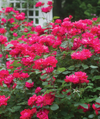 Knock Out Double Rose, lots of bright red double blooming flowers emerging from its green foliage