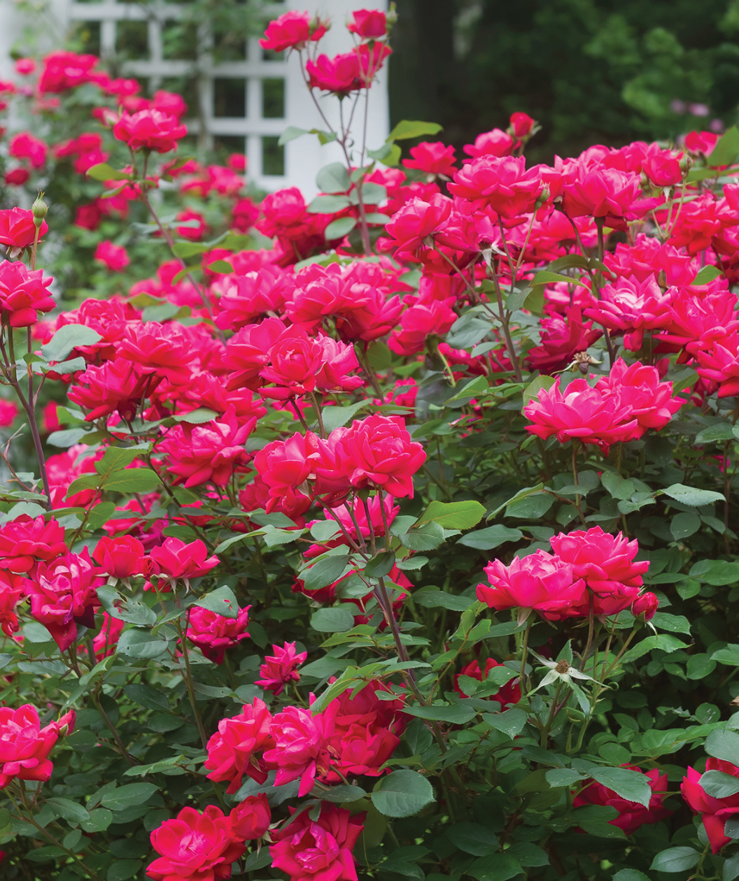 Knock Out Double Rose, lots of bright red double blooming flowers emerging from its green foliage