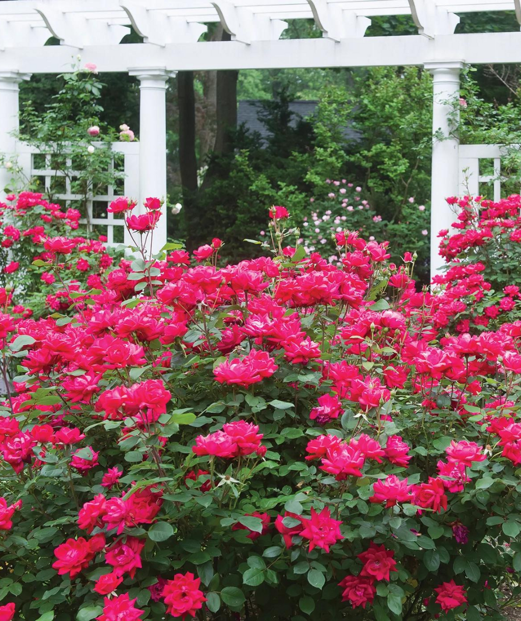 Knock Out Double Rose, lots of bright red double blooming flowers emerging from its green foliage