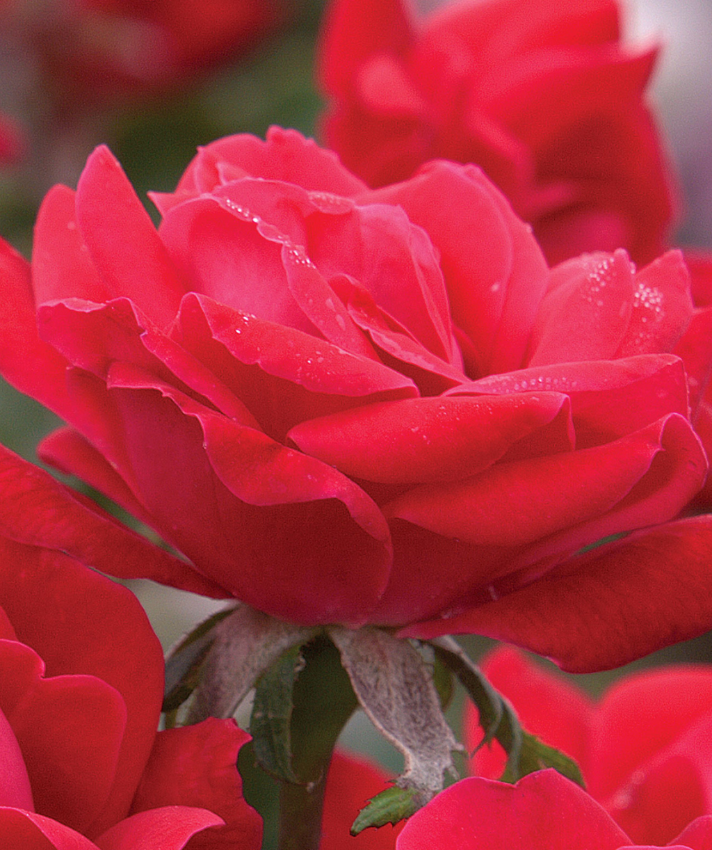 Close up of Knock Out Double Rose flower, bright red double blooming fragrant flower