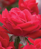 Close up of Knock Out Double Rose flower, bright red double blooming fragrant flower