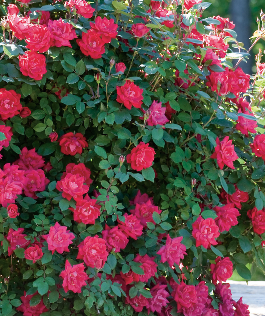 Double Knock Out Roses With White Spots & Holes on Leaves