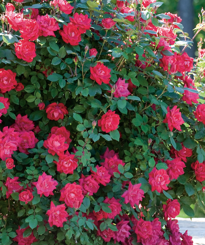 Knock Out Double Rose, lots of bright red double blooming flowers emerging from its green foliage