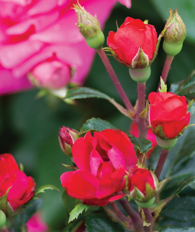 Knock Out Petite Rose, petite bright red flowers with dark green foliage