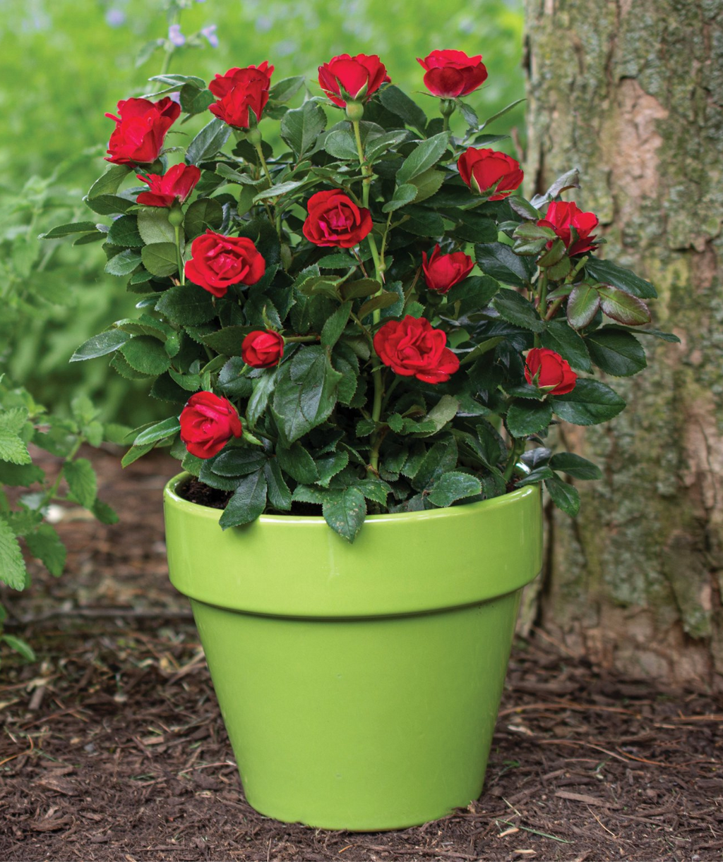 Knock Out Petite Rose, petite bright red flowers with dark green foliage