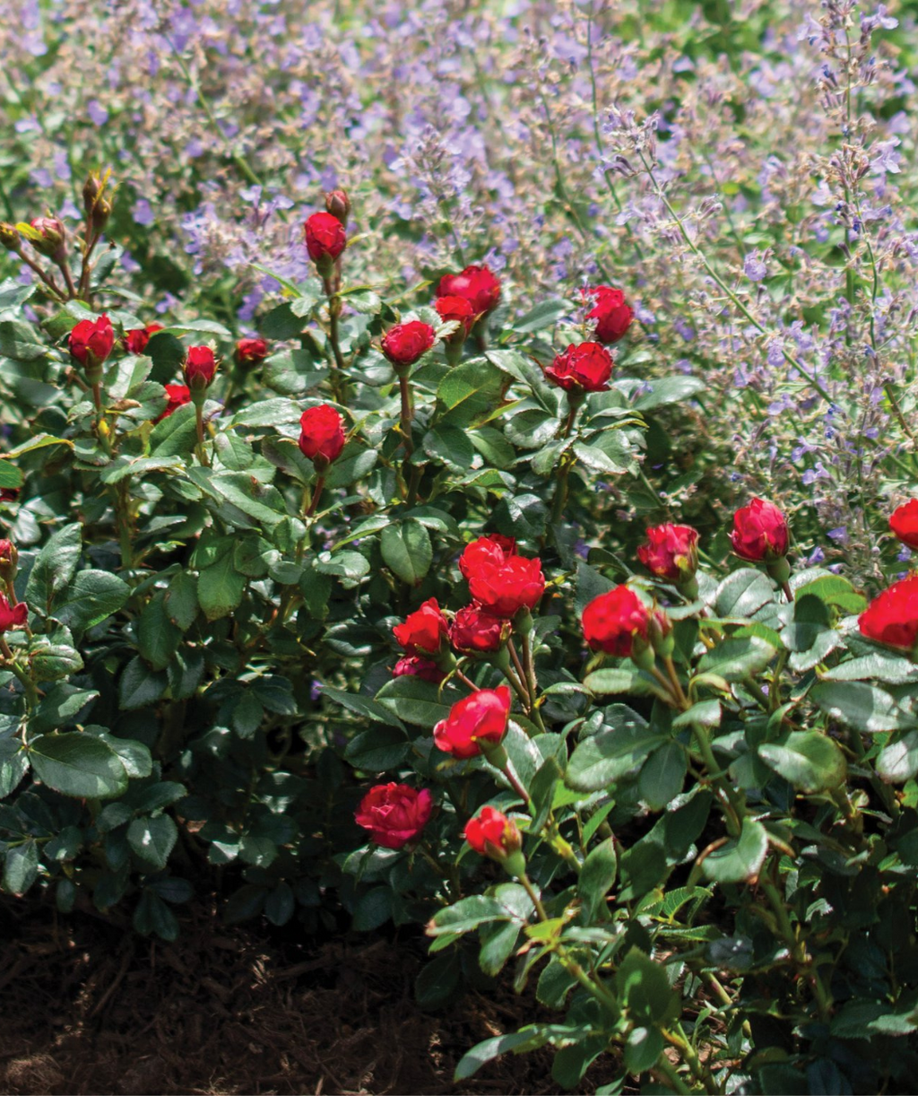 Knock Out Petite Rose, petite bright red flowers emerging from dark green foliage