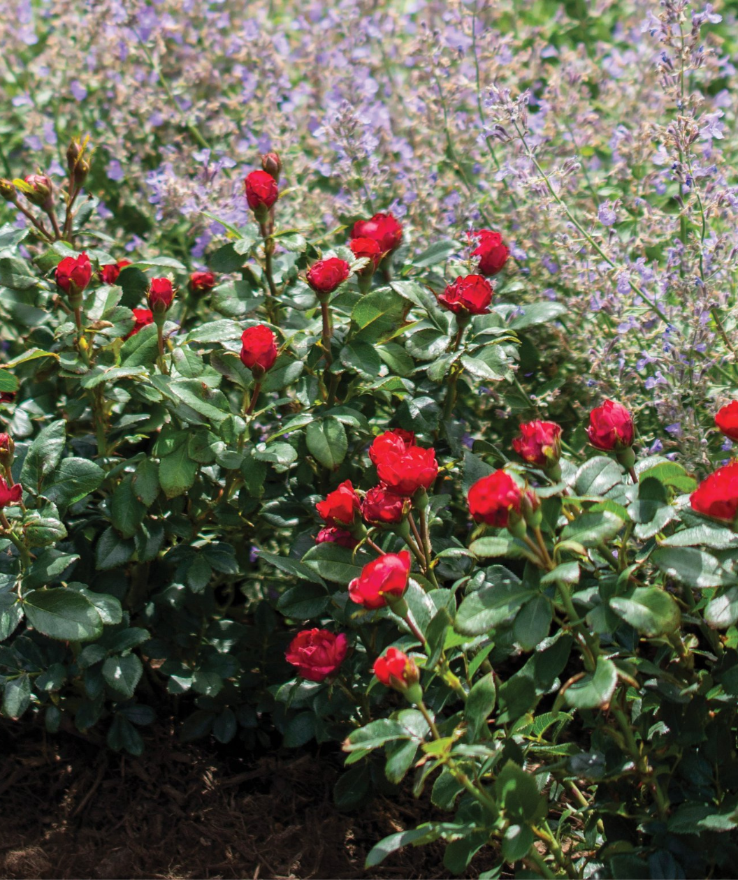 Knock Out Petite Rose, petite bright red flowers emerging from dark green foliage