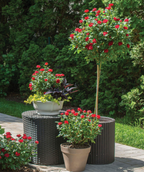 Several Knock Out Petite Roses, petite bright red flowers emerging from dark green foliage