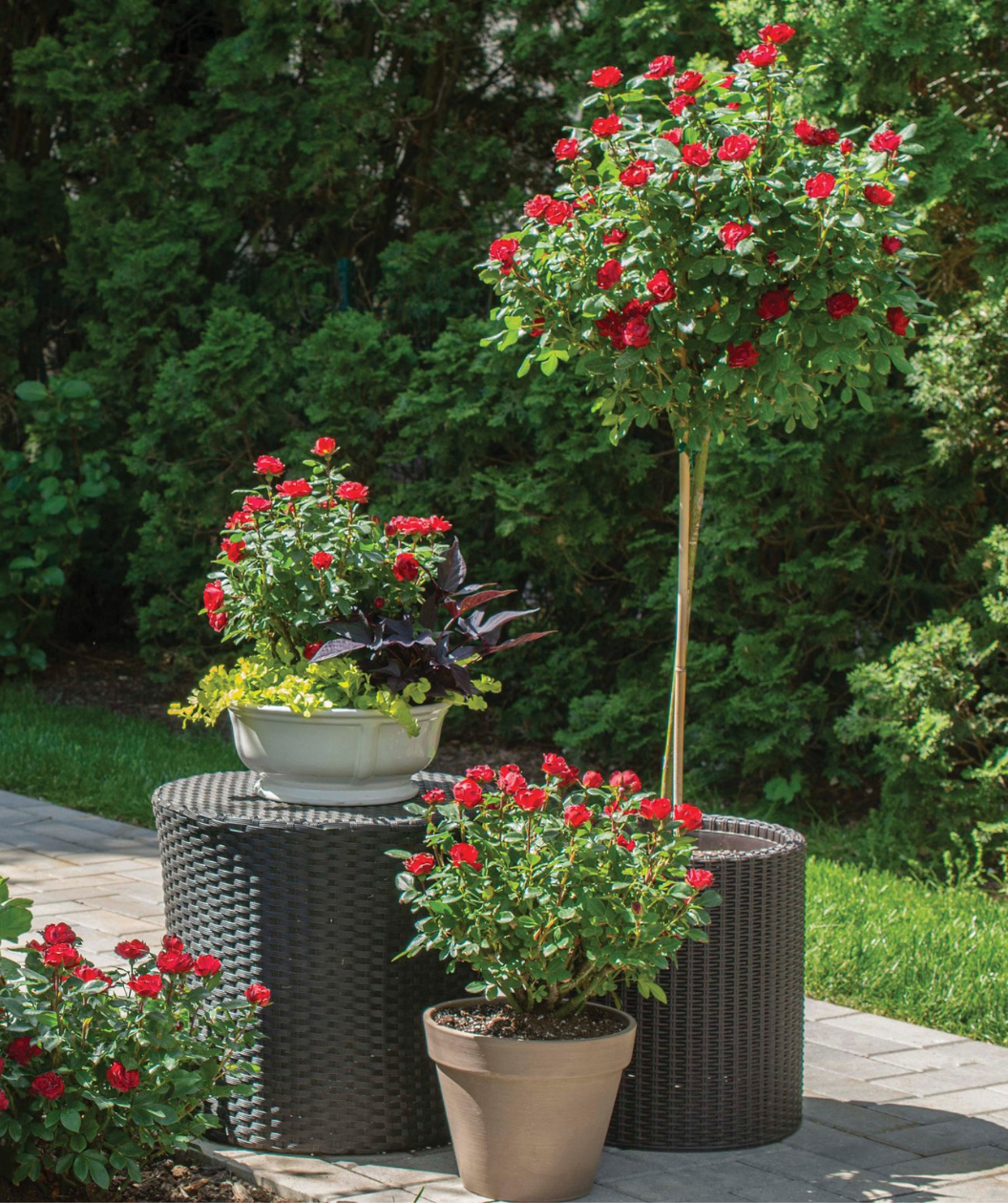 Several Knock Out Petite Roses, petite bright red flowers emerging from dark green foliage