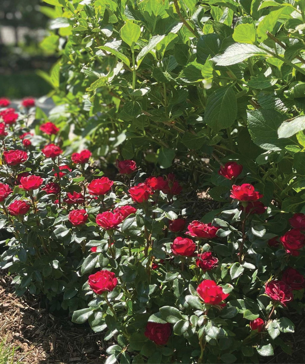 Knock Out Petite Rose planted in a landscape, petite bright red flowers with dark green foliage, planted in front of hydrangeas