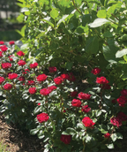 Knock Out Petite Rose planted in a landscape, petite bright red flowers with dark green foliage, planted in front of hydrangeas